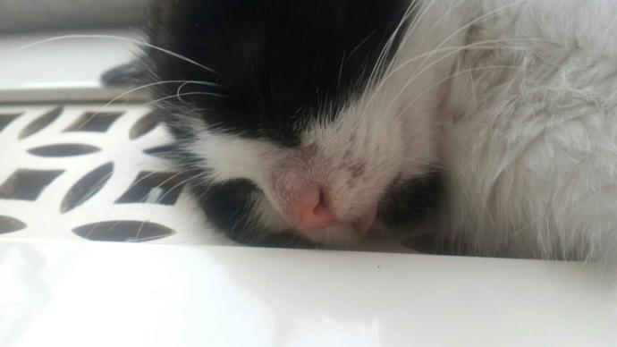 Neden Tuxedo Cat ( Smokin Kedi) beslemeliyiz??
