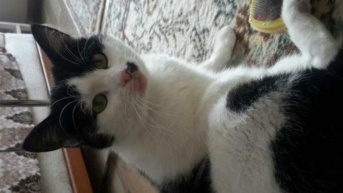 Neden Tuxedo Cat ( Smokin Kedi) beslemeliyiz??