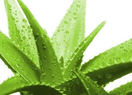 LR Aloe Vera seti kullananlar ​var mı aranızda?
