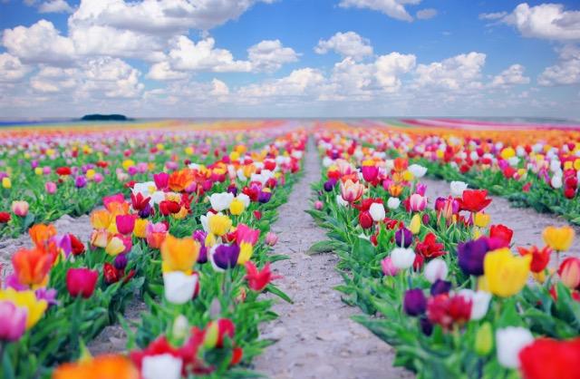 Lale 🌷 nin sendeki anlamı ne?