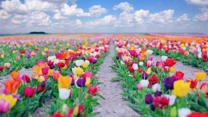 Lale 🌷 nin sendeki anlamı ne?