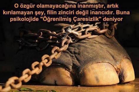 Çaresiz değilsiniz! Öğrenilmiş çaresizliklerin tamamen yanlış algımız olduğunu biliyor musunuz?
