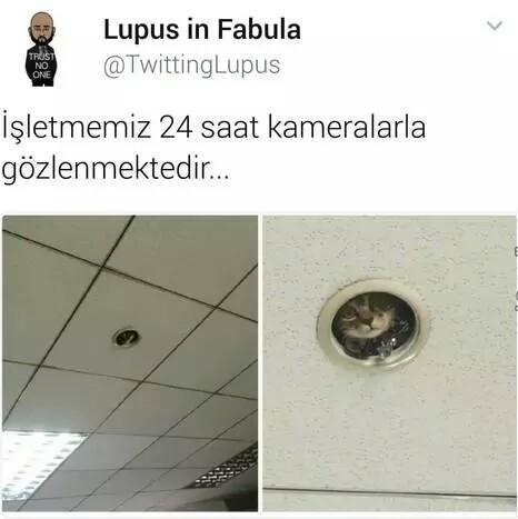 Kediseverler buraya 😊 Çok tatlı değil mi 😊😊?