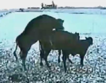 Zamanımızda Kuduruk Kadınlarmı daha fazla Erkeklermi , Nedenleri neler?