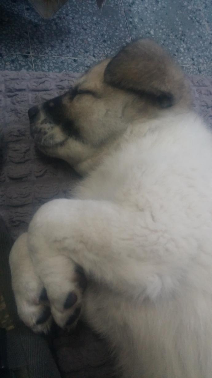 KÖPEK SEVERMİSİNİZ -2 ?