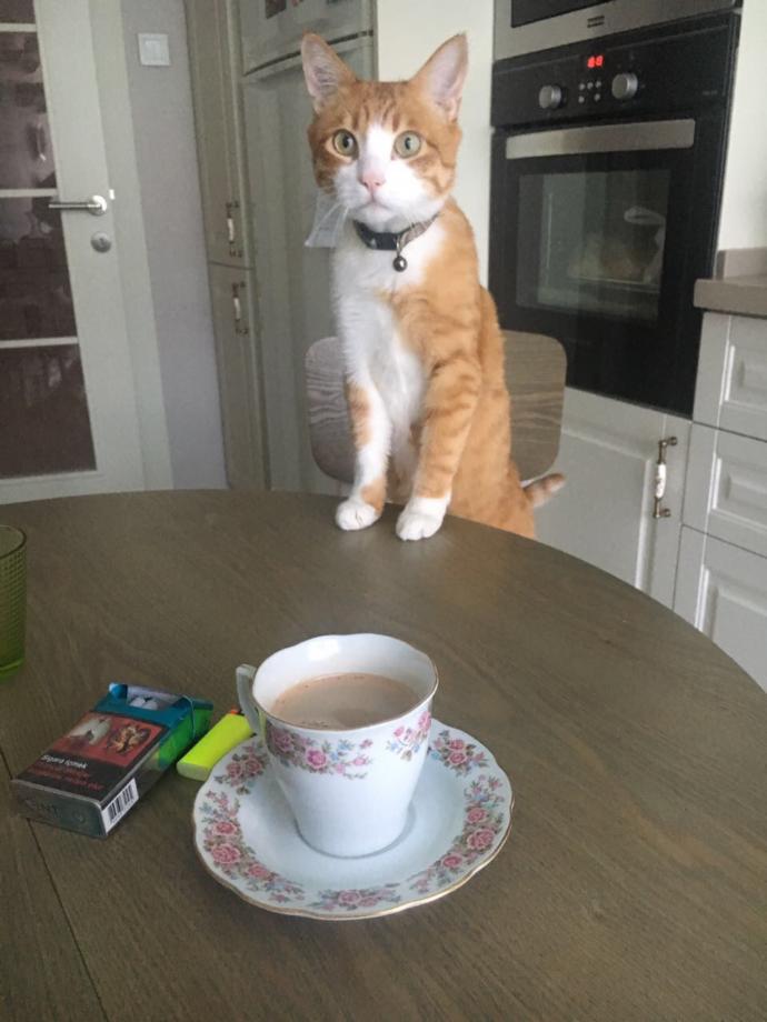 Sizce bu kedi neye şaşırmıştır?