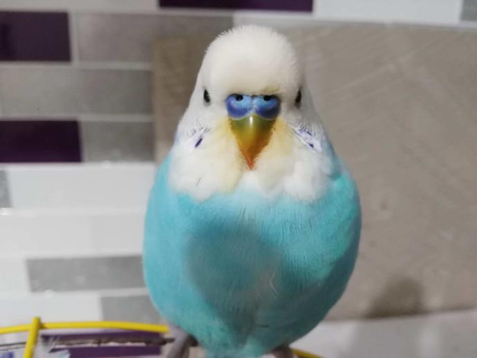 Cennet papağanı  ya da  sevda papağanı hakkında bilgisi olan varsa buyursun?