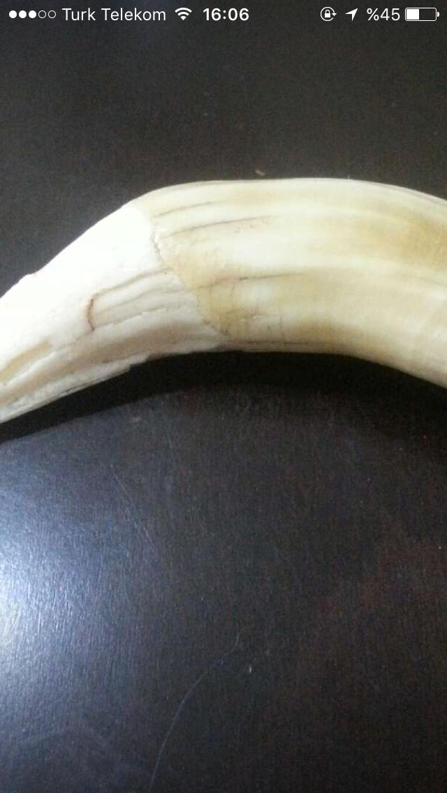 Sizce bu aslan dişi gerçek midir?