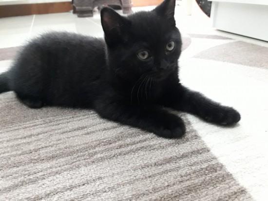 kara kedi isimleri
