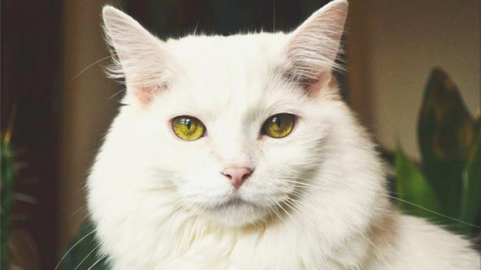 kedi isimleri