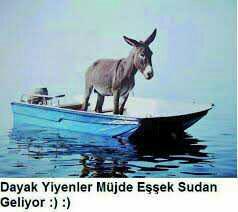 Neden eşek sudan gelene kadar derler..nerden çıkmış ki bu söz??