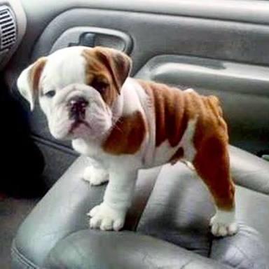 Evde bulldog beslenirmi ?