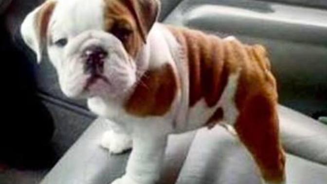 Evde bulldog beslenirmi?
