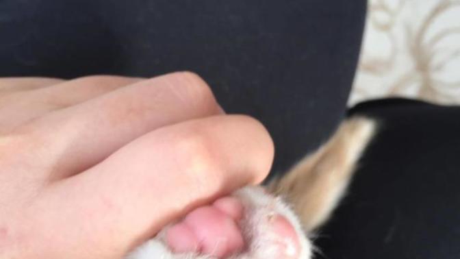 YAVRU KEDİMİN PATİLERİ YARA OLMUŞ GİBİ? YARDIM?