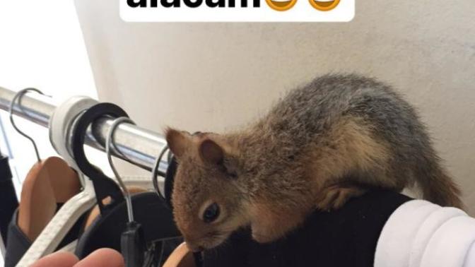 Minik sincabım nasıl?