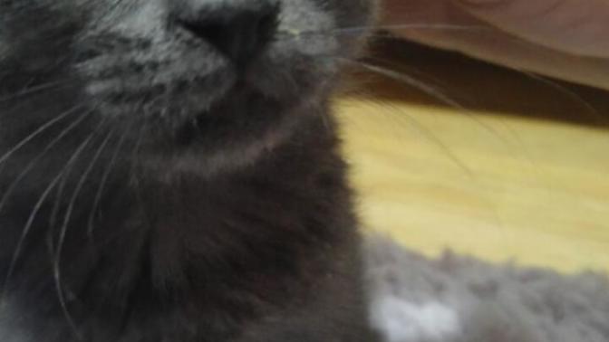 Kedimin gözü neden böyle oldu? (acil) ?
