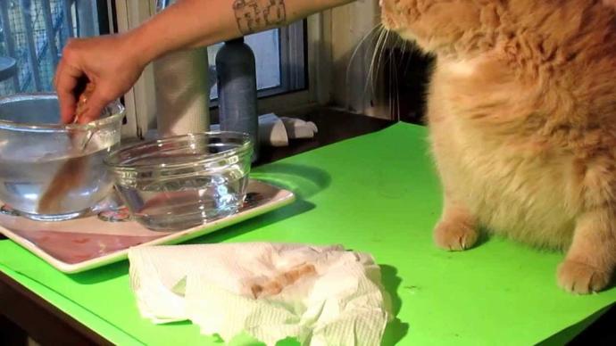 kedi piresi eve yayılır mı