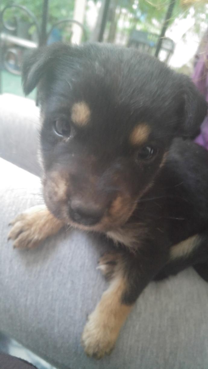 Bu kopegin cinsi ne? pitbulla cok benziyor?