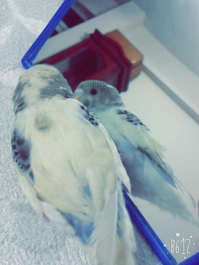 Muhabbet Kuşları İntihar Eder Mi?