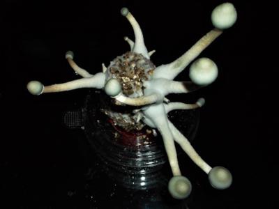 Sihirli Mantar Nereden Bulunur Kizlarsoruyor