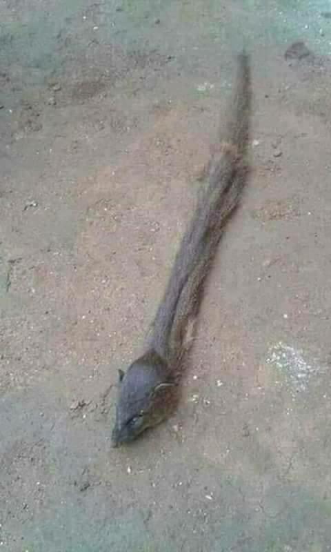 Bu varlık nedir ben ilkkez görüyorum bilen varsa yazssın?