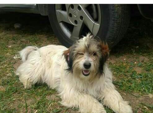 Köpegin cinsi ne sizce?