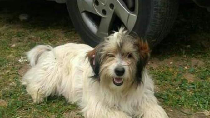 Köpegin cinsi ne sizce?