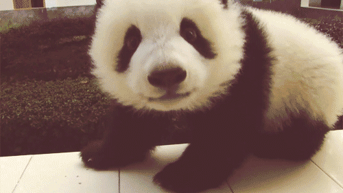 Çin'de panda öldürmenin cezasının idam olduğunu biliyor muydunuz ?