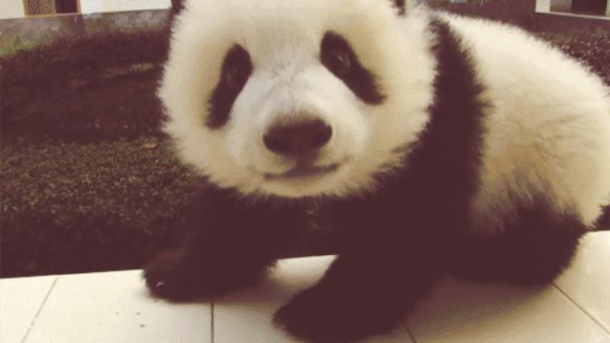 Çin'de panda öldürmenin cezasının idam olduğunu biliyor muydunuz?