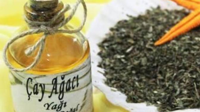 Çay ağacı yağının saymakla bitmez faydalarını biliyor musunuz? Hiç denediniz mi?