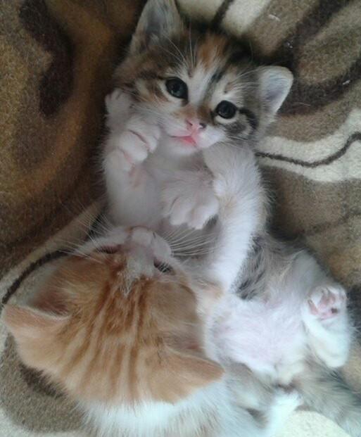 Kızlar, Kedi aldım sevgilime sürpriz olacak sizce nasıllar?