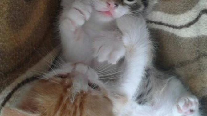 Kızlar, Kedi aldım sevgilime sürpriz olacak sizce nasıllar?