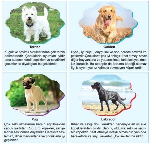 Köpek cinsi önerir misiniz😌😌?