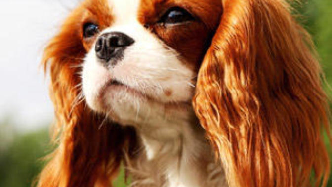 Köpek cinsi önerir misiniz😌😌?