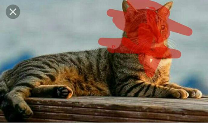 4 ayaklı miyav diyen hayvanın adı nedir??