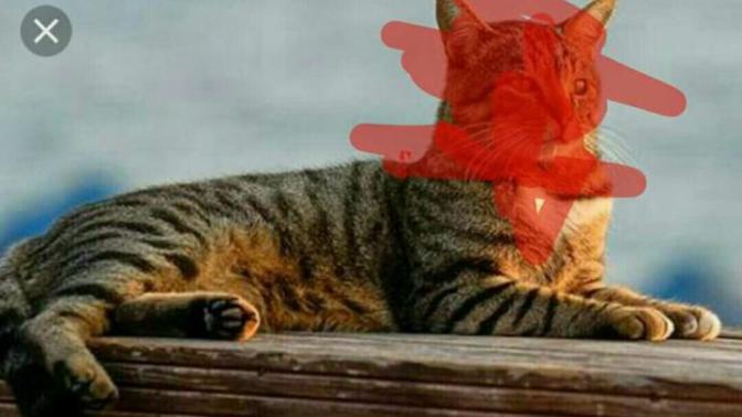 4 ayaklı miyav diyen hayvanın adı nedir?