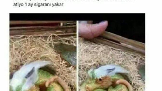 Ejderhanız Olsun İster miydiniz?