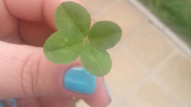 Hiç dört yapraklı yonca 🍀 bulduğunuz oldu mu?
