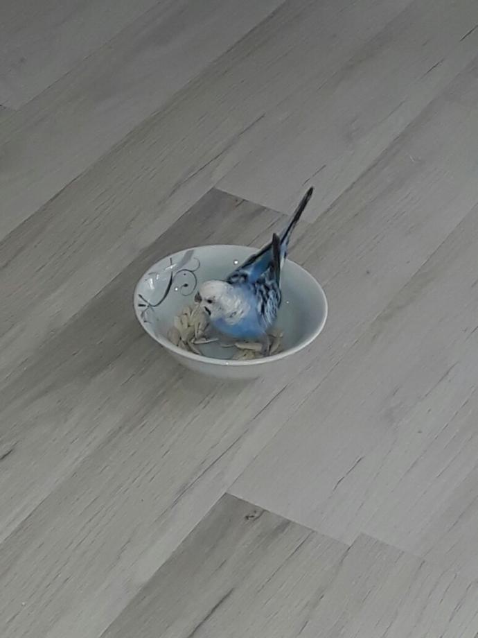 Muhabbet kuşuna çekirdek vermek zararlı mı?