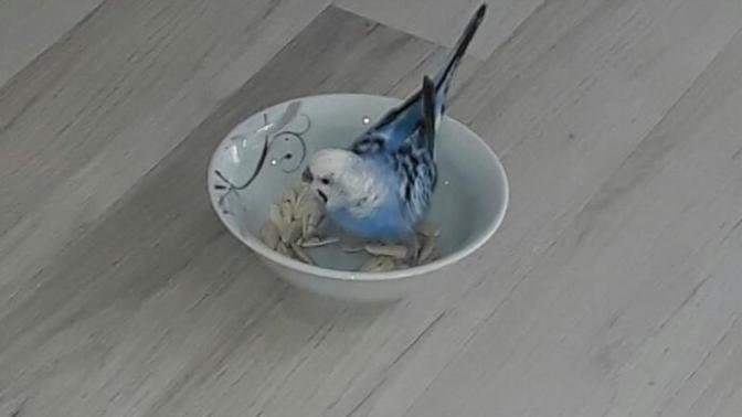 Muhabbet kuşuna çekirdek vermek zararlı mı?
