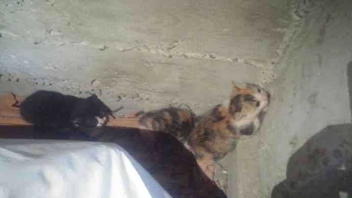 Kedi yavrularına dokunamayiz degil mi?