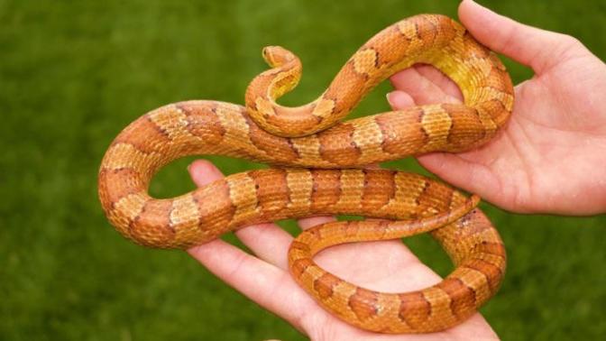 Corn Snake ( Mısır Yılanı ) Hakkında?