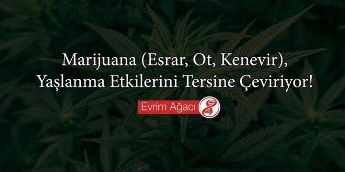 Marijuana(ot kenevir esrar),yaşlanma etkilerini tersine çeviriyor!fikirleriniz nedir?