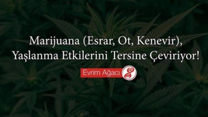 Marijuana (ot kenevir esrar), yaşlanma etkilerini tersine çeviriyor! fikirleriniz nedir?