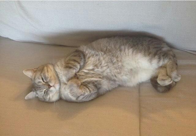 Bilinmedik kedi ismi önerir misiniz?