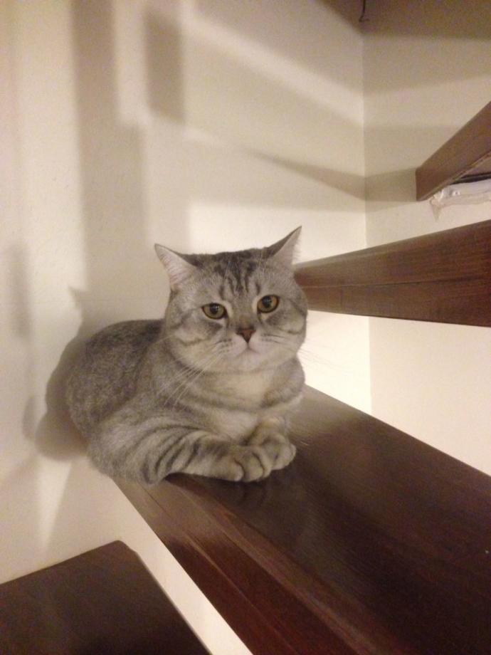 Kedi ismi ama bilinmedik olsun 😸?
