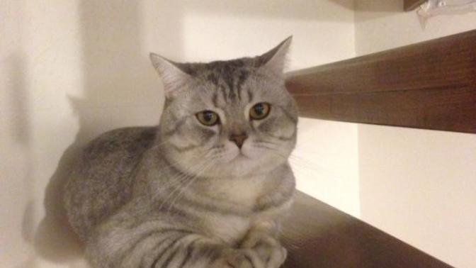 Bilinmedik kedi ismi önerir misiniz?