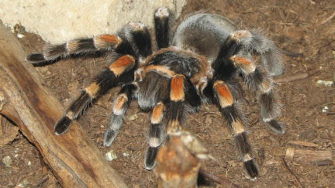 Tarantula beslemek istiyorum?