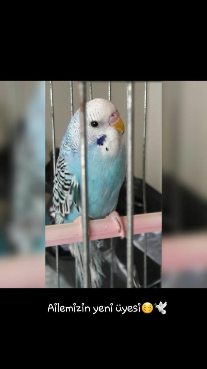 Muhabbet kuşuma isim bulalim 😊😊?