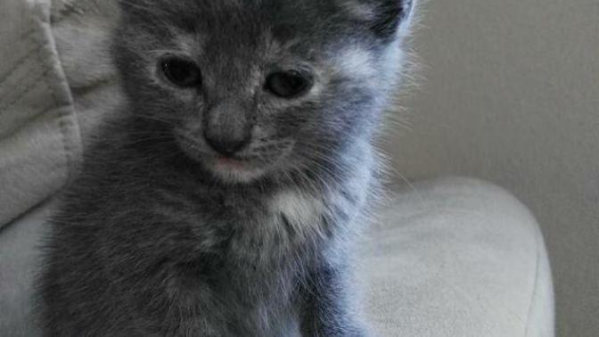 Sokaktan kedi sahiplendim, sizce bu ne cinsi?